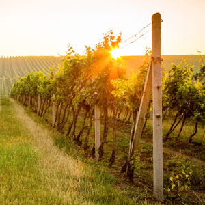 Ao Shun Australia - Winery