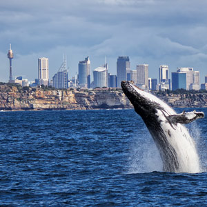Ao Shun Australia - Sydney Whale