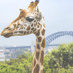 Ao Shun Australia - Sydney Zoo