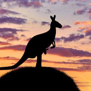 Ao Shun Australia - Kangaroo