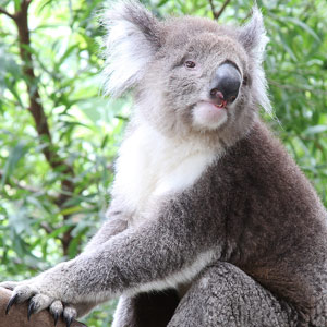 Ao Shun Australia - Melbourne Koala